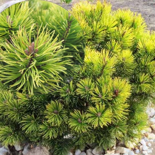 Pinus mugo 'Ophir' - Mägimänd 'Ophir' C3/3L